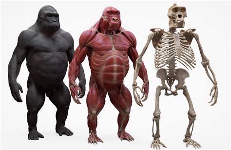 Gorilla Écorché 3d model | Gorilla, Skeleton anatomy, Zbrush models