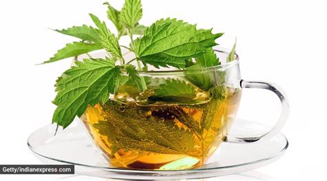 Have you tried the nettle tea? Here’s why you should | Health News - The Indian Express