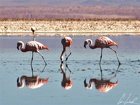 Salt flats and pink flamingos: what not to miss in the Atacama Desert