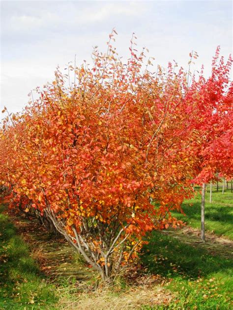 Amelanchier x grandiflora 'Autumn Brilliance' - Spring Grove Nursery