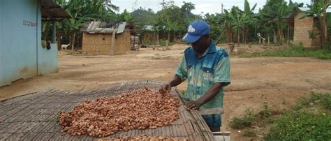 Climate smart cocoa production in Ghana may not be all that smart ...