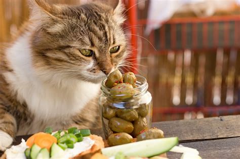 Beautiful Cat Knows What Is Healthy Food A Healthy Diet Stock Photo - Download Image Now - iStock