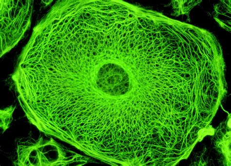 Rat Kangaroo Cell Intermediate Filaments with Cy2 | MicroscopyU