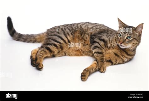 Grey-brown tabby cat lying on its side Stock Photo - Alamy