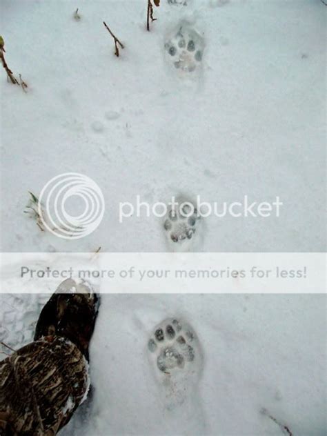 Bobcat Mountain Lion Tracks In Snow - slideshare