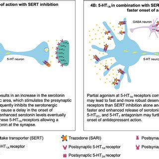 Putative mechanism for the fast onset of antidepressant action of ...