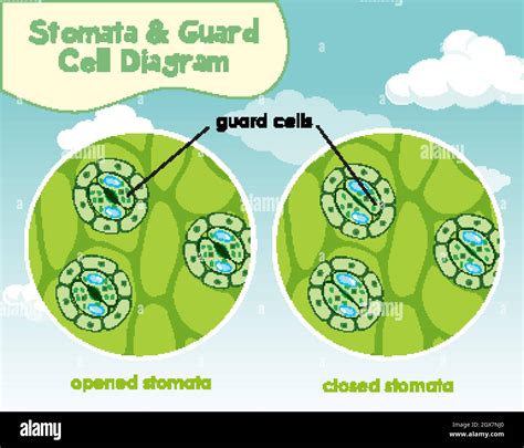 Guard Cells Slide