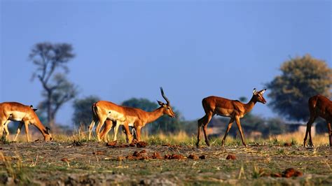 16 Awesome Facts about Antelope - Fact City