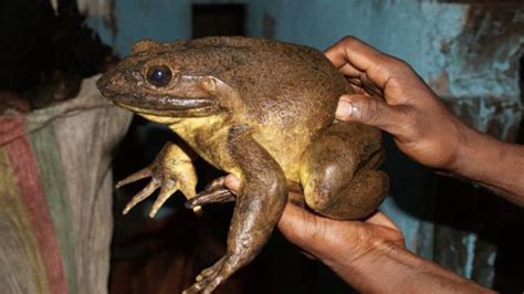 World's largest frogs can move rocks half their weight | Fox News