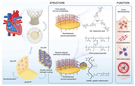 Biofunctionalization of the Tissue Engineered Heart Valves | Encyclopedia MDPI