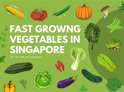 Fast Growing Vegetables & Edible Plants in Singapore