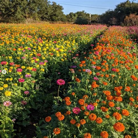 Local Texas Farm to Bring Culture and Community to Field to Vase Dinner - American Grown Flowers ...