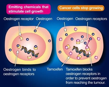 Breast Cancer | Hong Kong Breast Cancer Foundation - Hormonal Therapy