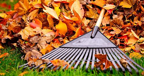 Should you rake leaves? – Greenuplawn