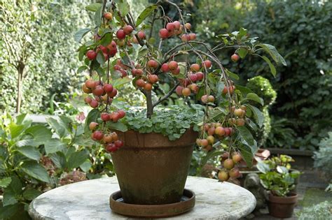 Growing Fruit Trees in Pots – Roots Plants