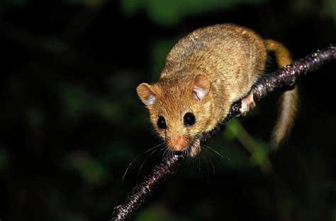 Common Dormouse Photograph by Colin Varndell - Pixels