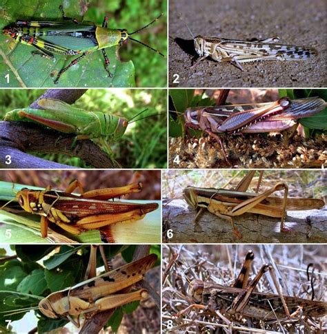 Some edible locust and grashopper species from Africa. From top to ...