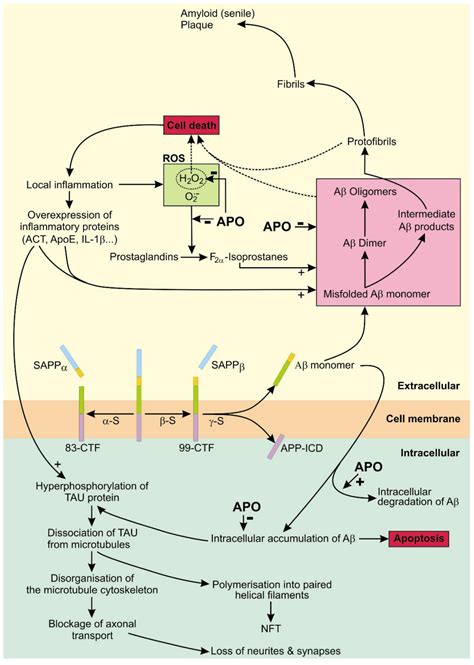 Molecules | Free Full-Text | The Pharmacological Properties and ...