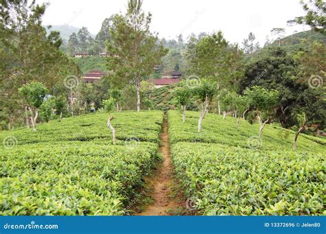 Tea-plantations in the Sri Lanka Stock Photo - Image of lanka, travel: 13372696