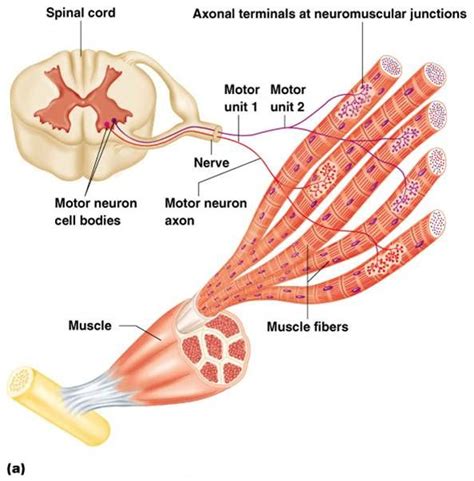 micro tears in muscle fibres - Google Search | Physiology, Muscle, Muscle system