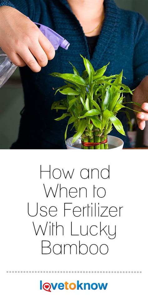 How and When to Use Fertilizer With Lucky Bamboo | LoveToKnow | Lucky bamboo plants, Lucky ...