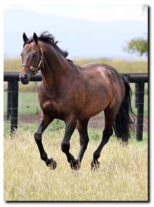 seattle slew | SEATTLE SLEW PEDIGREE | a horse is a horse... | Pinter…