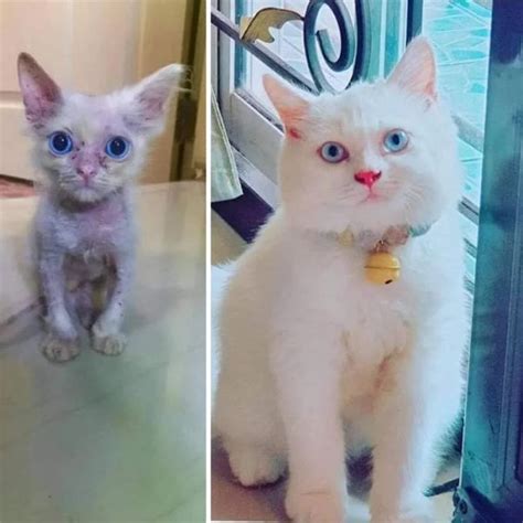 30 Owners Share Photos Of Their Cats Before And After Adoption And The ...