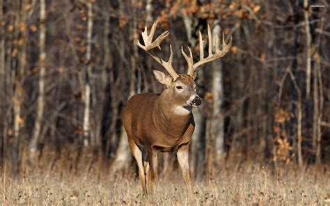 Awesome Monster Buck Fights | Whitetail deer pictures, Deer wallpaper, Deer pictures