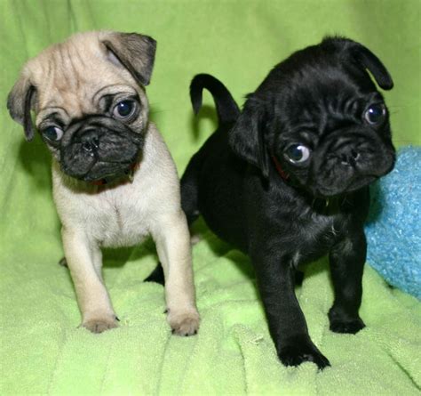 Pug Puppies For Sale | Buffalo, NY #288746 | Petzlover