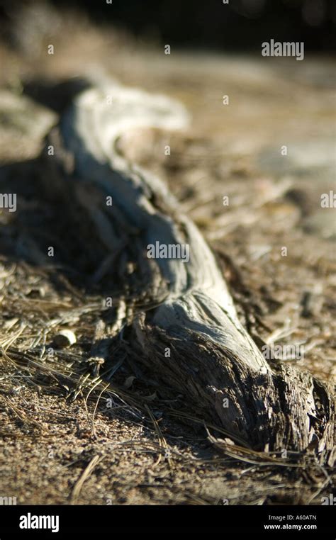 Stick that looks like a snake Stock Photo - Alamy