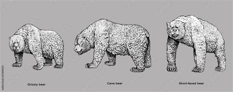 Grizzly bear, Cave bear and Short-faced bear illustration. Bear drawing ...