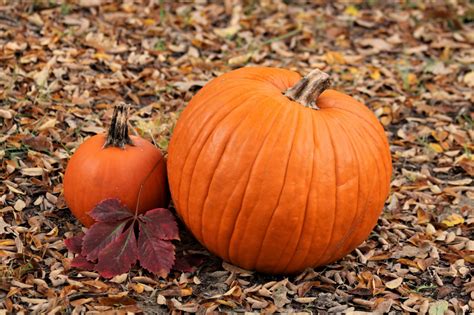 Two Pumpkins In Autumn Leaves Free Stock Photo - Public Domain Pictures ...