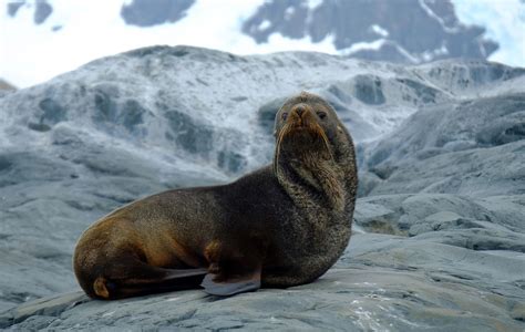 Antarctic fur seals are generally a solo act outside of mating season although they can ...