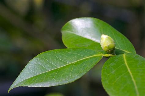 Tea | Diseases and Pests, Description, Uses, Propagation