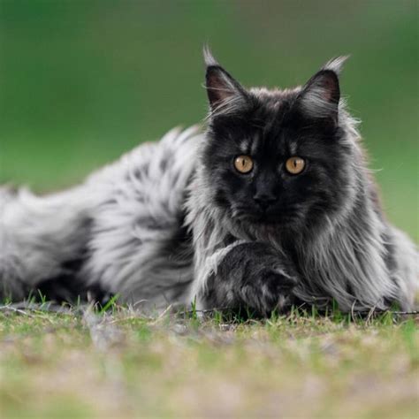 17 Beautiful Gray Smoke Maine Coon Cats (Instagram Famous) - MaineCoon.org