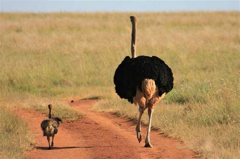 10 Flightless Birds That Evolved To Live Life On Land - Wildlife Informer