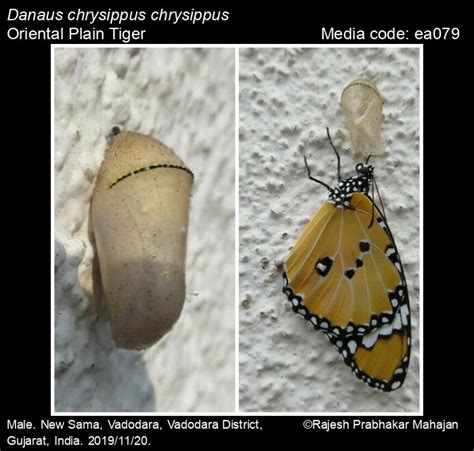 Danaus chrysippus | Butterfly