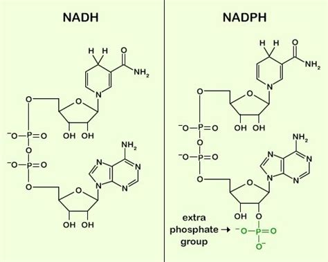 NADH molecule - Google Search | Fotosintesis, Biologi, Tubuh