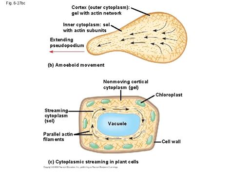 Amoeboid Motion