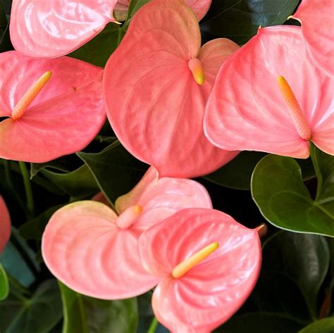 Pink Anthurium, mini - Florabundance Wholesale Flowers