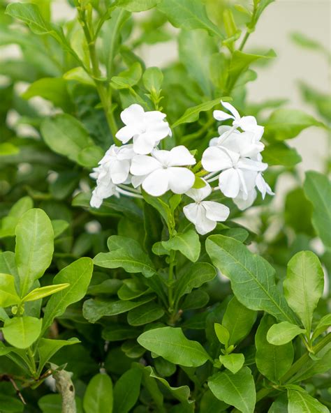 Plumbago auriculata ‘Alba’, White Plumbago | PlantVine