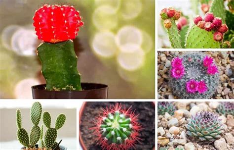 23 of My Favorite Indoor Cactus Plants and Types (Photos) | Indoor cactus, Cactus types, Indoor ...