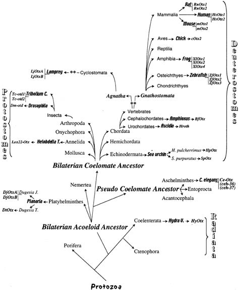 A simplified phylogenetic tree of the Metazoa indicating the major... | Download Scientific Diagram