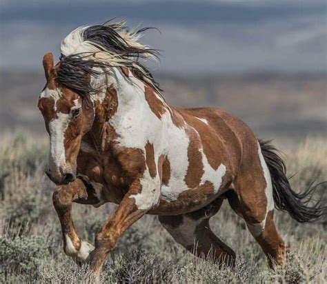 names for mustangs horses - alfonzo-churchman