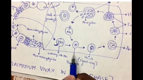 life cycle of plasmodium vivax - Jaymie Walden