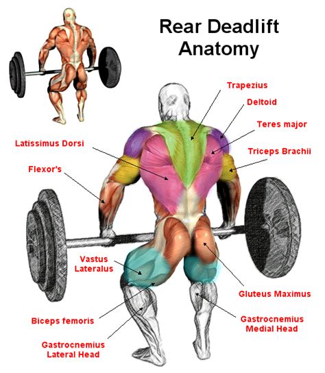 bodyfitnessgain.com | Deadlift, Deadlift benefits, Anatomy