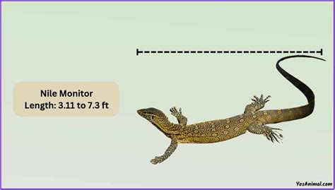 Nile Monitor Size: How Big Are They Compared To Others?