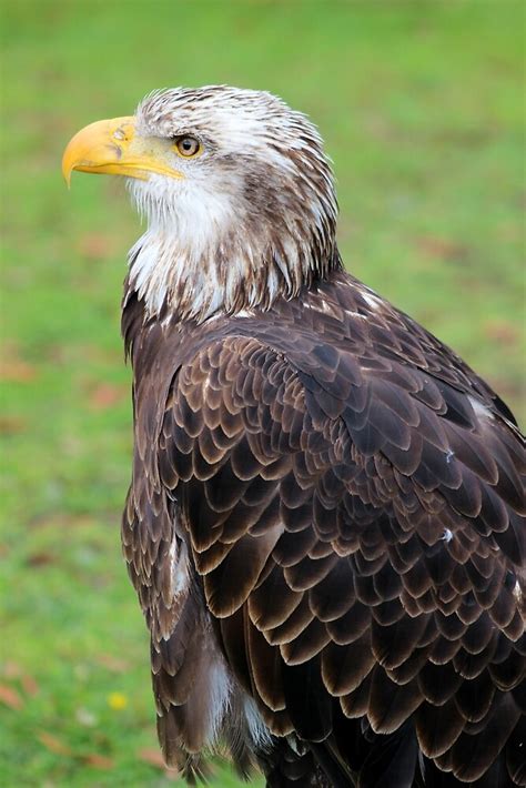 "Side View of Female American Bald Eagle" by rhamm | Redbubble