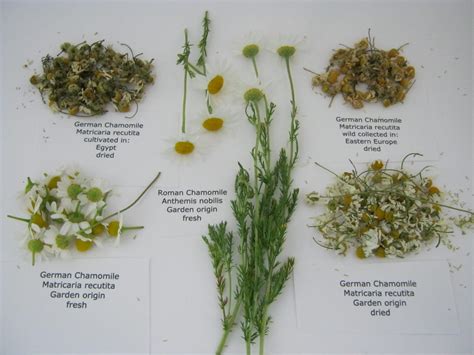 Chamomile Flowers – Green Cottage Creek