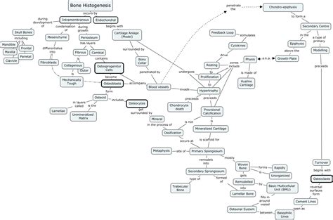 Bone Histogenesis - How do bones grow?